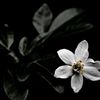_malimadhu4_