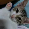 purpleneko.blq