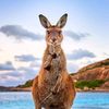mates_from_australia