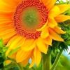phuong_do1111
