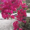 hng.thoa617