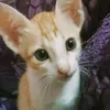 NiNiCat27