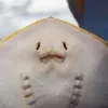 ycfycujnn.r