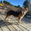 service.dog.zerah