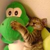 catzcoded