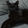 locadelosgatos_5