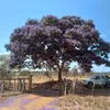 zezinhocruz781