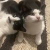 catcascat