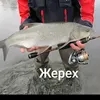 sergei_per...bibrek