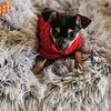 charliechihuahua0