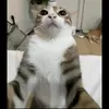 darwin0sai
