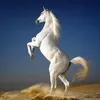 linhcpqtri