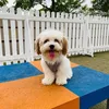 scoobymav