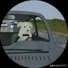 gato_1829