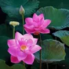 hoangphuong.6886