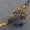 gajdziuszek