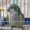 elbanbido