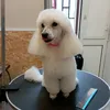 mastrodog