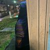 ghoulie_beaner