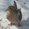 deerdove