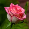 ghgdrty8