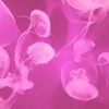 casual_jellyfish