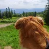 blue_goldendog