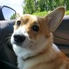 cute_corgi_chaos