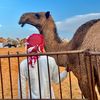 {الًـسٍلمـٍْي𓅓ٰٓ}