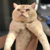 jenggo_cat