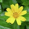 anayatasneem27