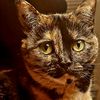 catmom9180