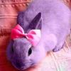 malbunnierose14