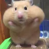 kutoriuwu