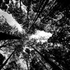 nikau.millar
