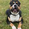 mr.dawg3