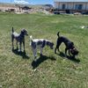 bbtpoodles