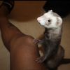 _animalfather