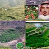 awad_ali56