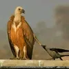 streemking
