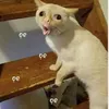 mewdolce