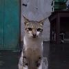 rofid_swd