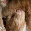 tommylioncat