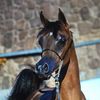 Arabian Horses Worldwide