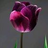 www.ticktok42