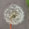 bullasupilsi