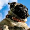 petunia.pug
