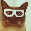 madcap_cat