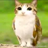 anaogostosodottk