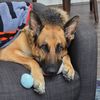 moxierosegsd